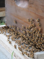 Worker bees "on the porch."